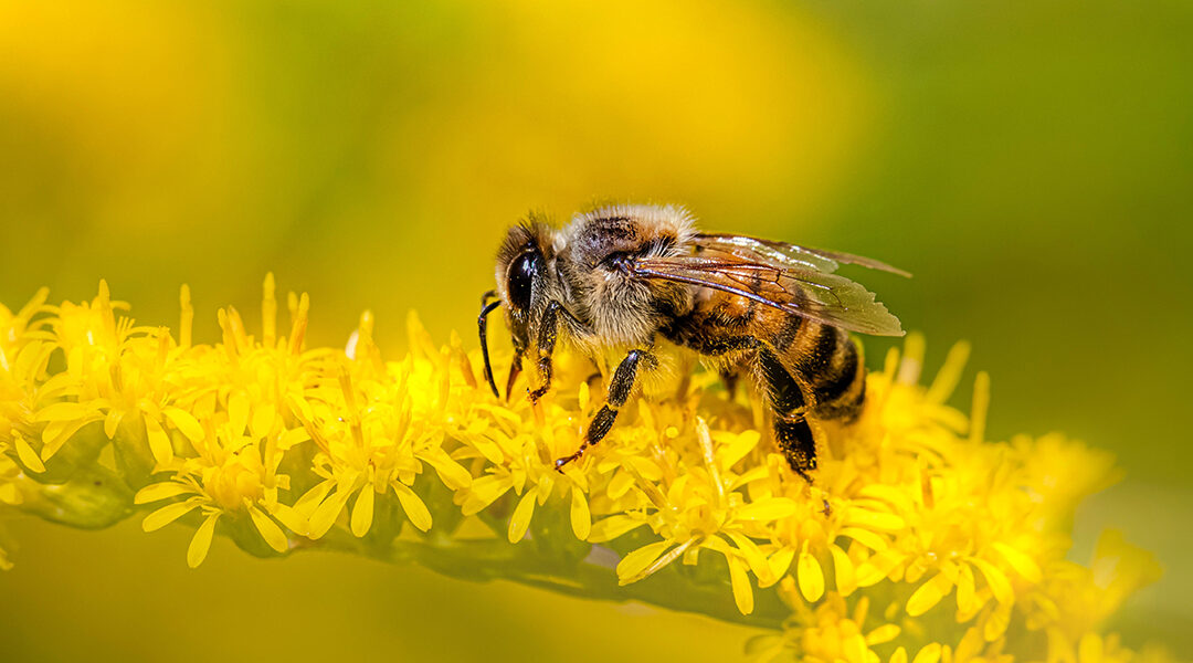 Quelles différences entre une abeille sauvage et une abeille domestique ?