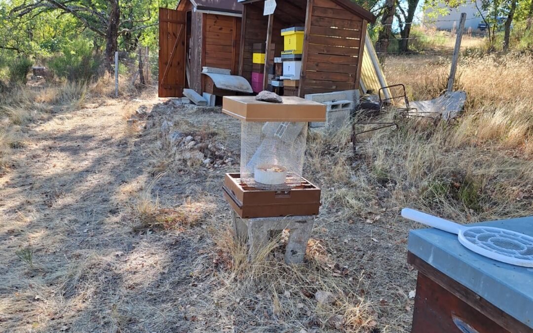 Piège frelons nasse Coréenne